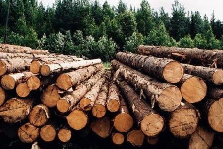 Стратегия развития лесной отрасли Архангельской региона